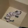 gqbandit93